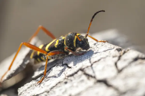 Fokus-Natur Bild