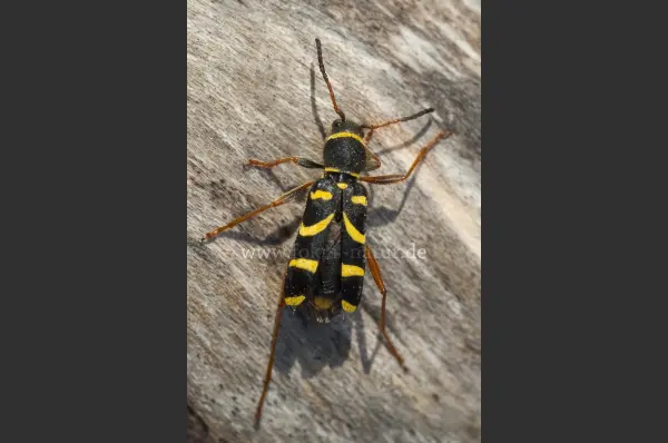 Fokus-Natur Bild