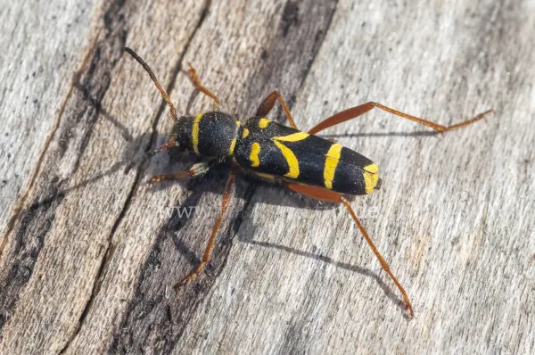 Fokus-Natur Bild