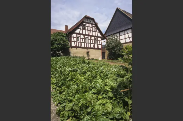 Fokus-Natur Bild