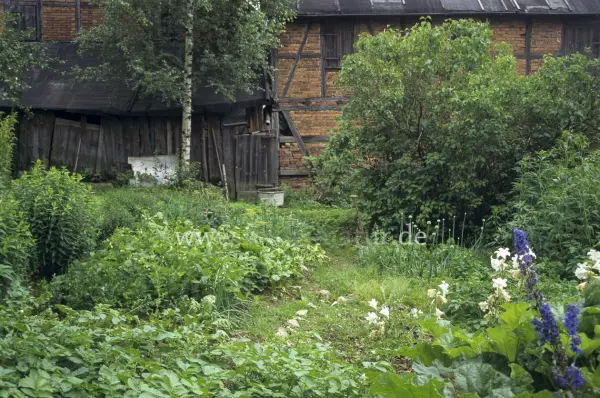 Fokus-Natur Bild