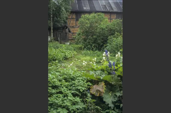 Fokus-Natur Bild