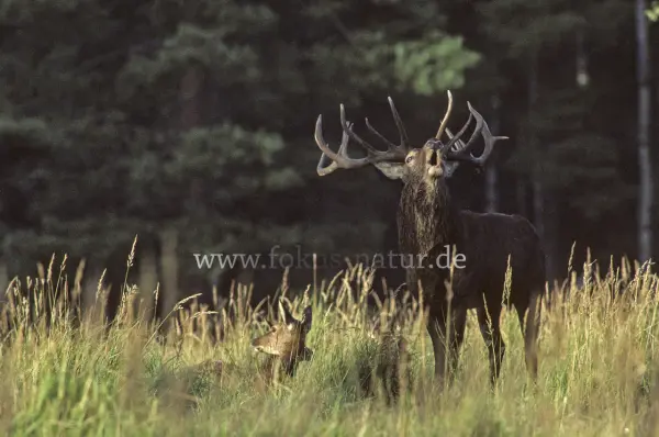 Fokus-Natur Bild