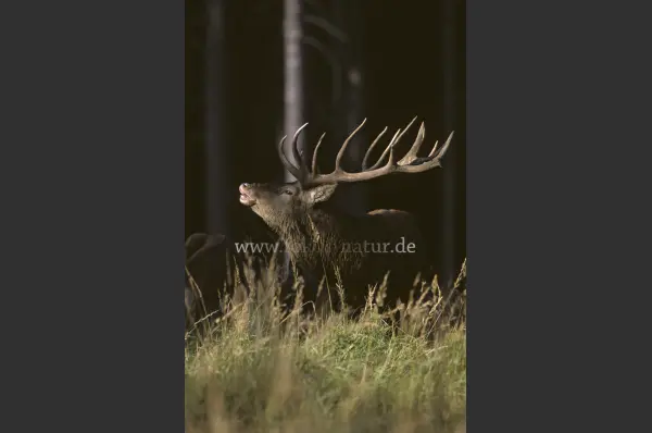 Fokus-Natur Bild
