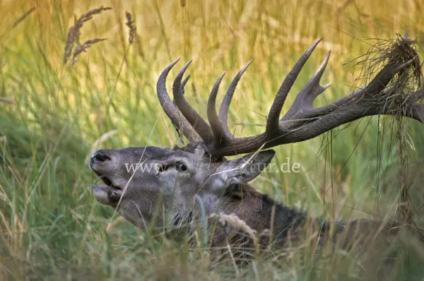 Fokus-Natur Bild