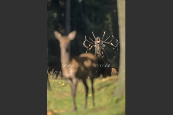 Fokus-Natur Bild