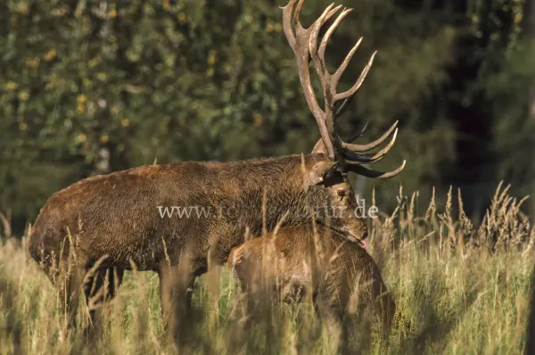 Fokus-Natur Bild