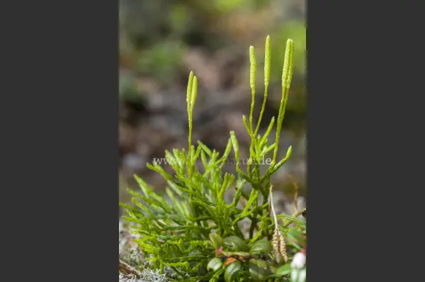 Fokus-Natur Bild