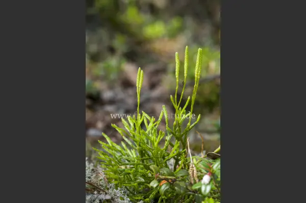 Fokus-Natur Bild