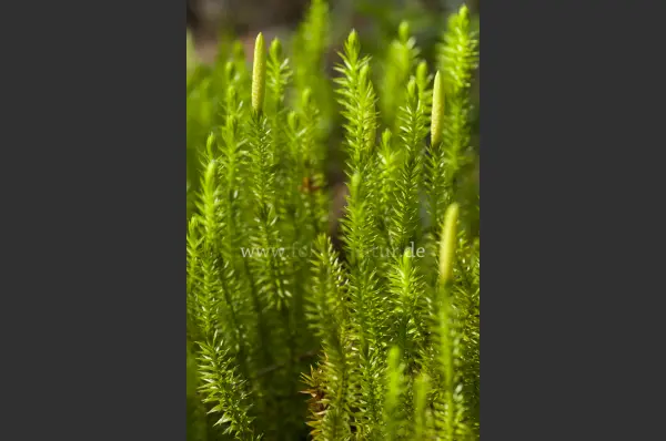 Fokus-Natur Bild