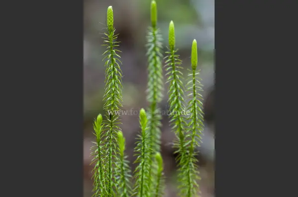 Fokus-Natur Bild