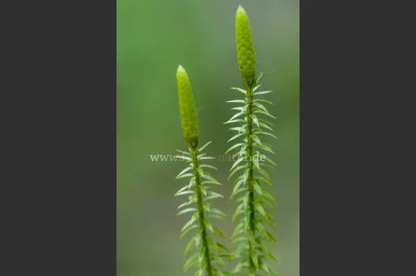 Fokus-Natur Bild