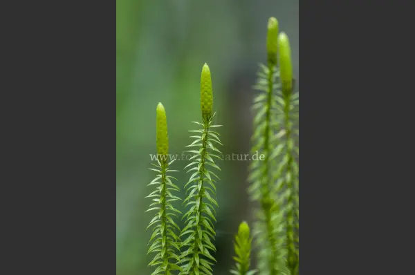 Fokus-Natur Bild