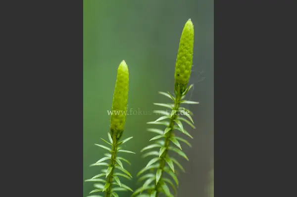 Fokus-Natur Bild