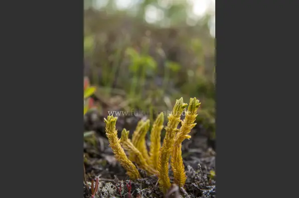 Fokus-Natur Bild