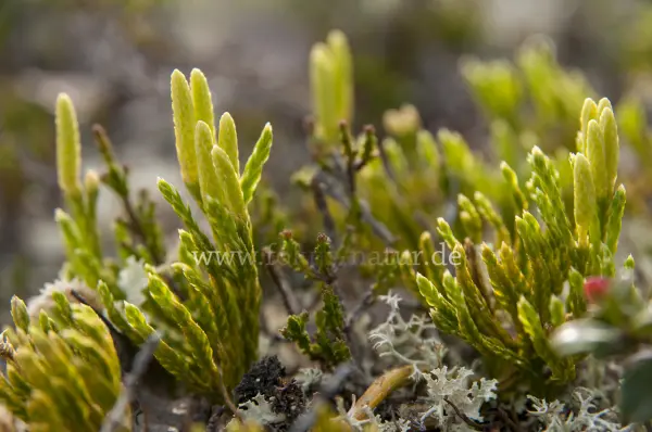 Fokus-Natur Bild