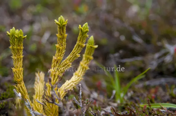 Fokus-Natur Bild