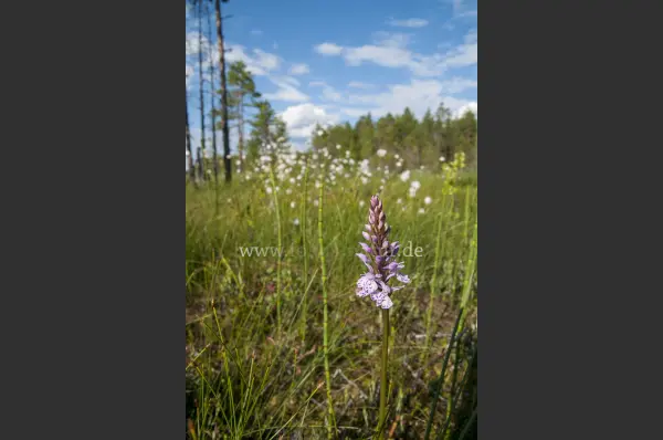 Fokus-Natur Bild