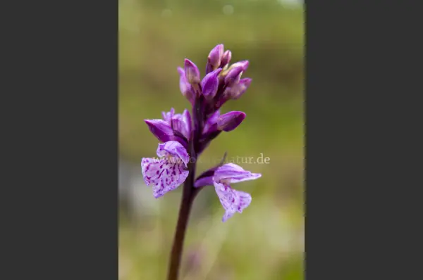 Fokus-Natur Bild