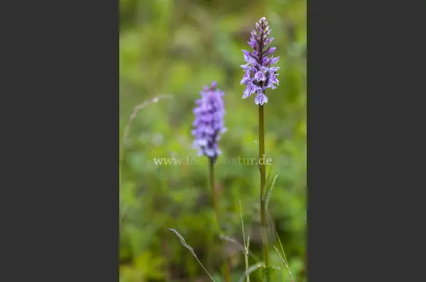 Fokus-Natur Bild