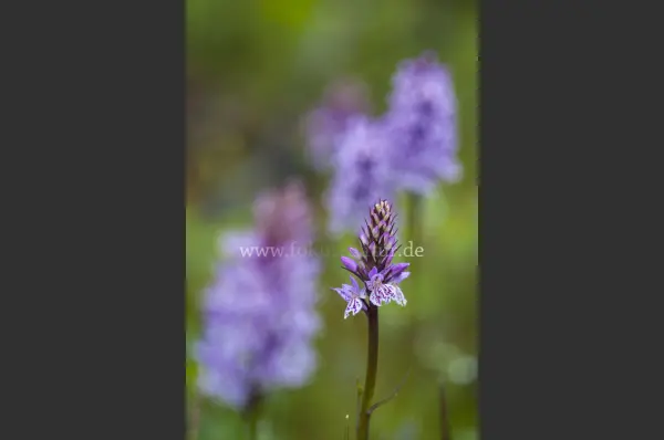 Fokus-Natur Bild