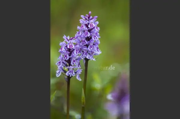 Fokus-Natur Bild