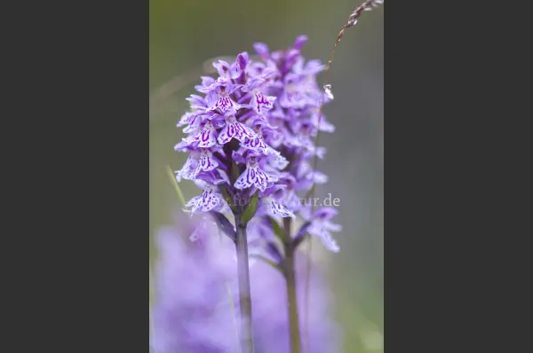 Fokus-Natur Bild