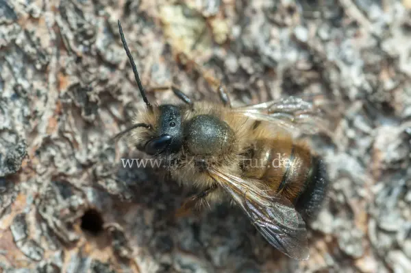 Fokus-Natur Bild