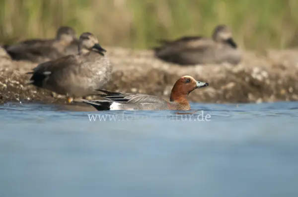 Fokus-Natur Bild
