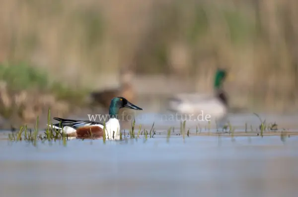 Fokus-Natur Bild