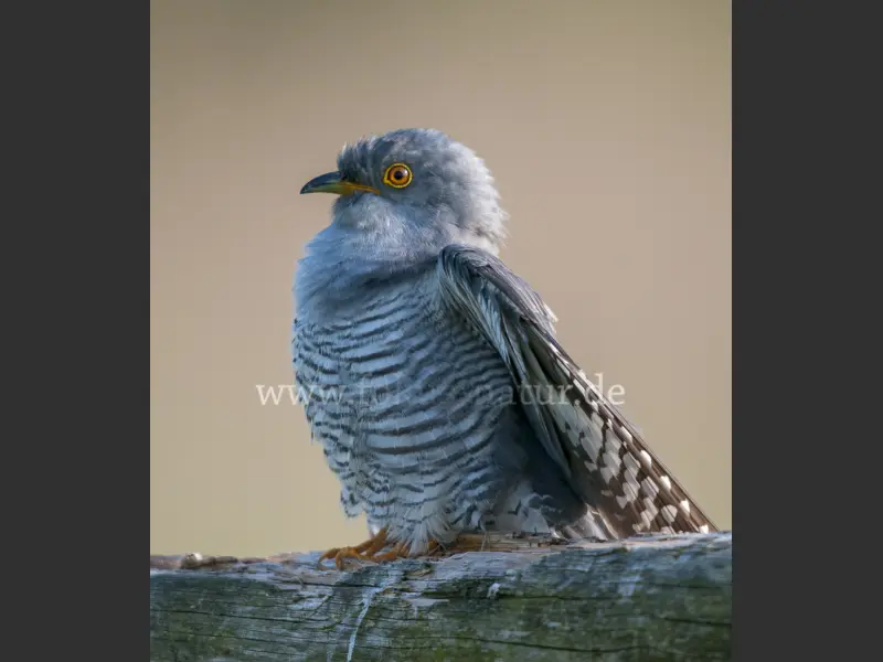 10784