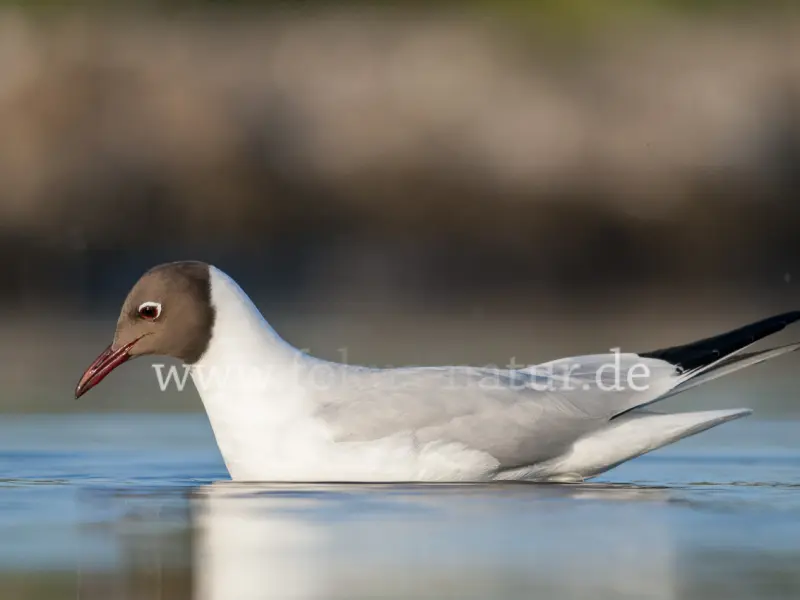 10992