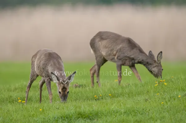 Fokus-Natur Bild