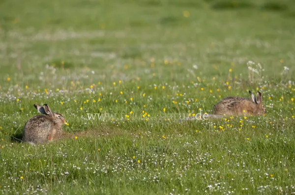 Fokus-Natur Bild