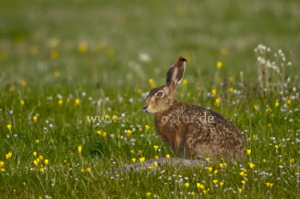 Fokus-Natur Bild