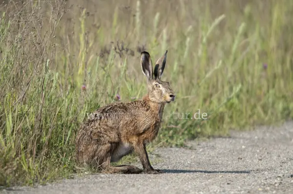 Fokus-Natur Bild