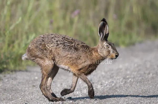 Fokus-Natur Bild