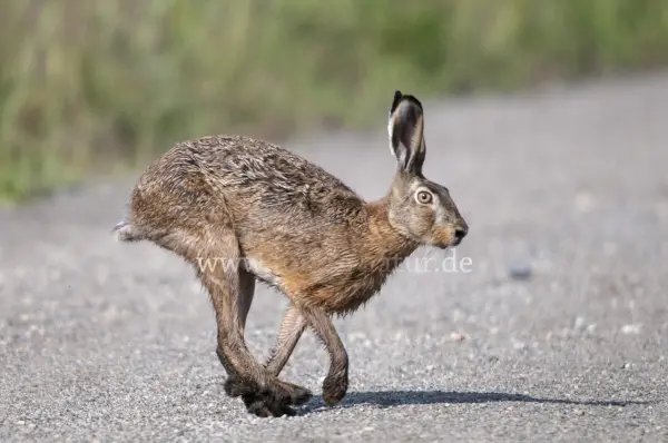 Fokus-Natur Bild