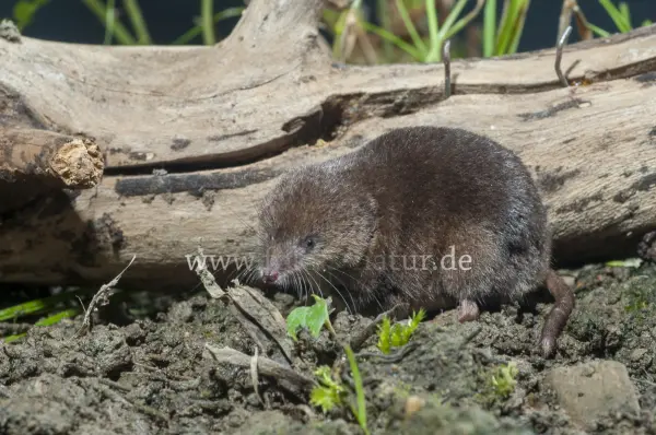Fokus-Natur Bild