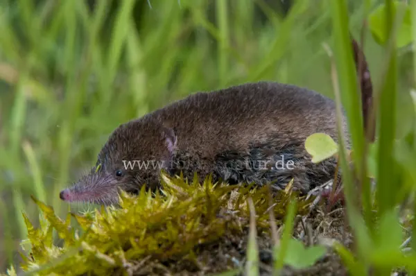 Fokus-Natur Bild