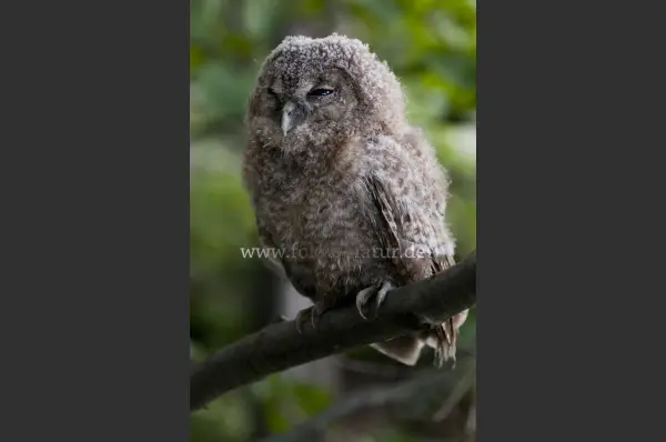 Fokus-Natur Bild