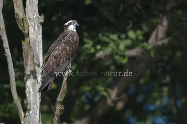 Fokus-Natur Bild