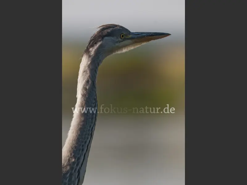 11507