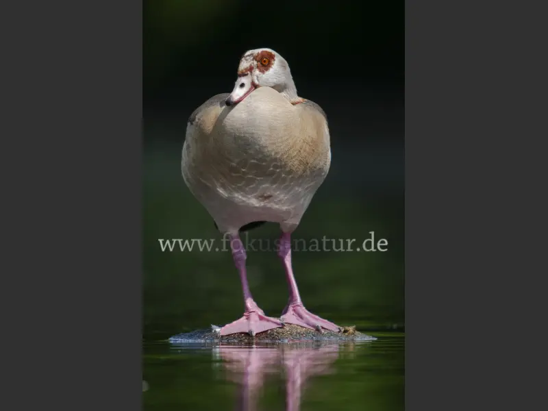 11612