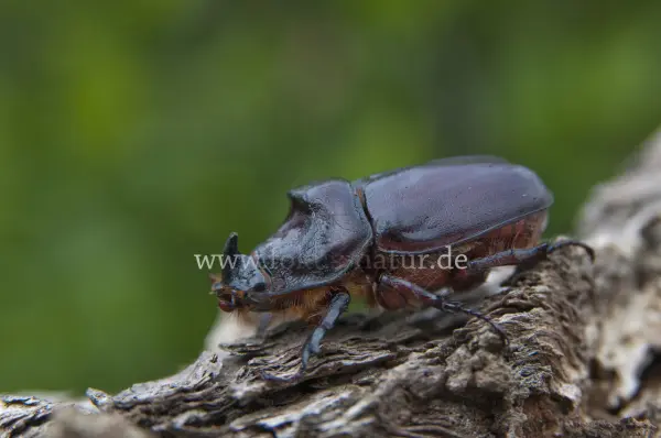 Fokus-Natur Bild