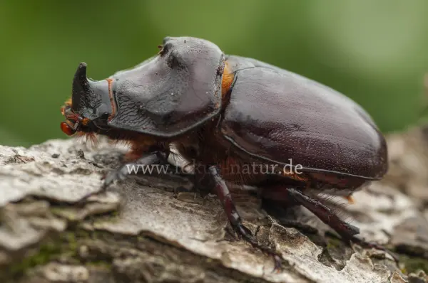 Fokus-Natur Bild