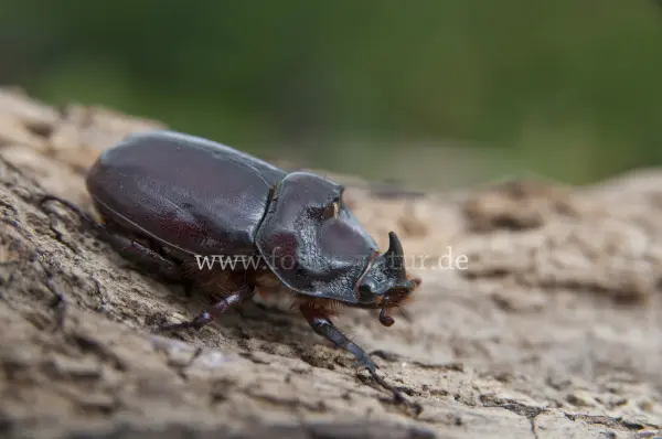 Fokus-Natur Bild