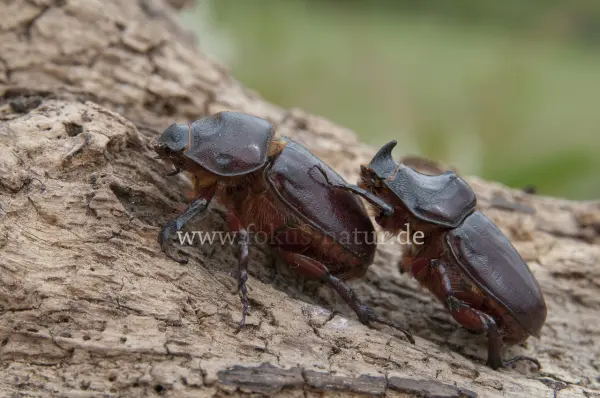 Fokus-Natur Bild