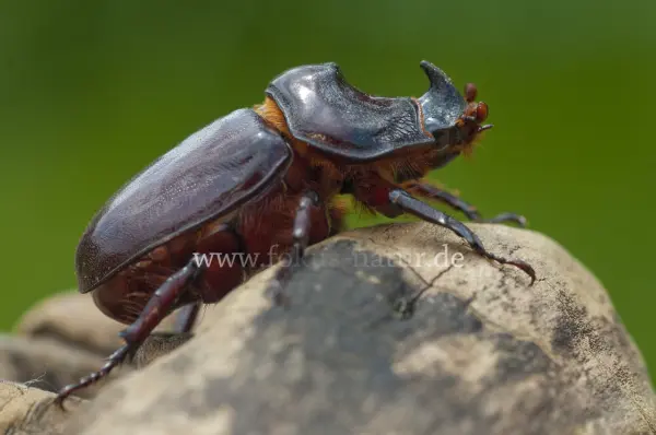 Fokus-Natur Bild