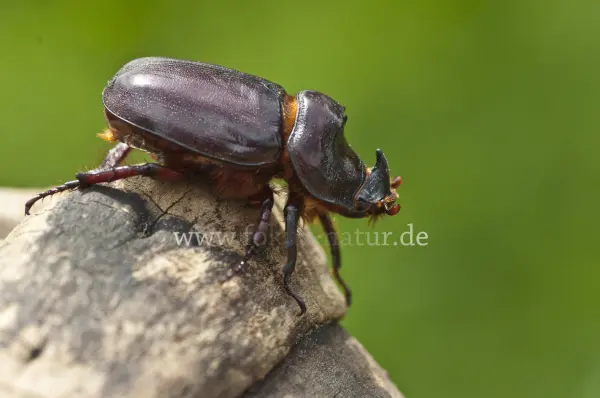 Fokus-Natur Bild